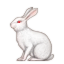 rabbit2